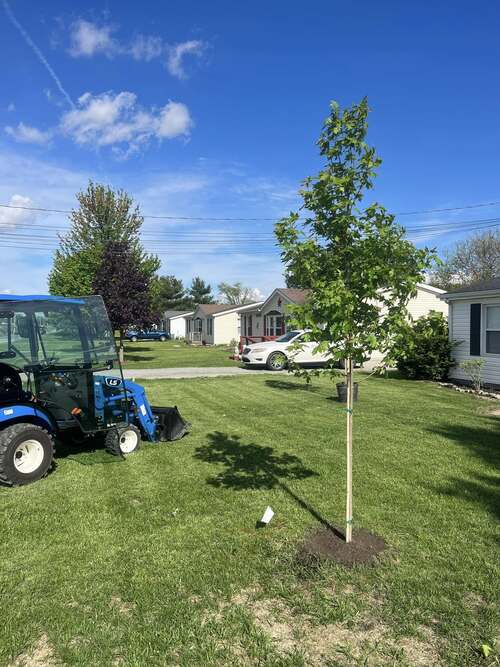 Edon Tree Planting
