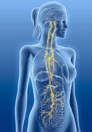 female anatomy showing the Vagus Nerve