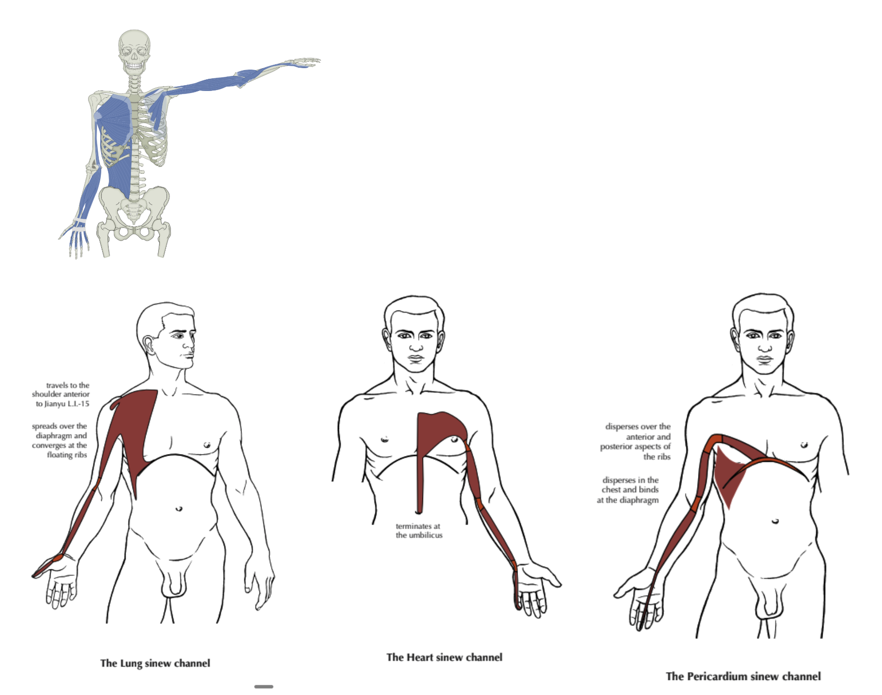 The sinew channel system as described in the Huangdi Neijing Lingshu. Note the continuous pathways from extremity to trunk.