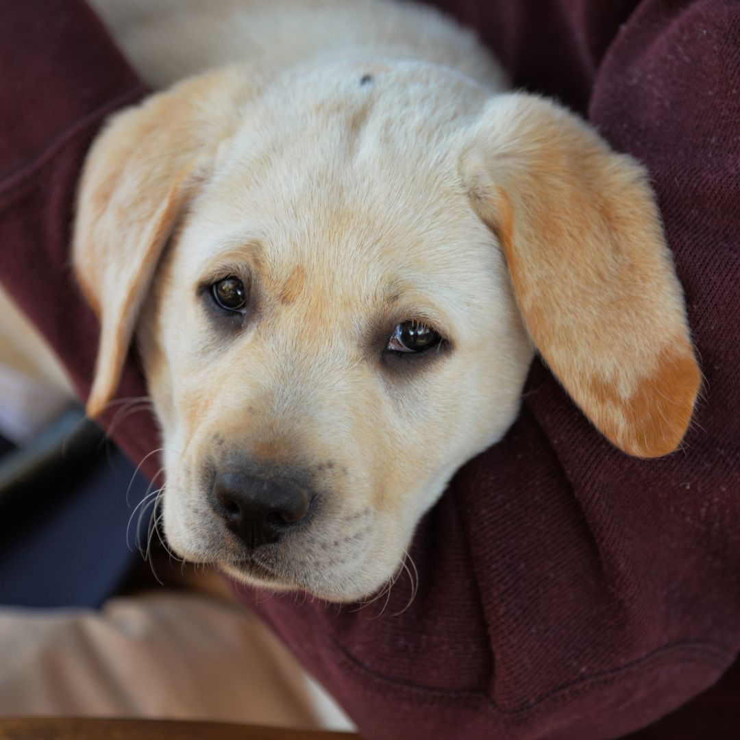 Foundations for a Calm Companion – Basic Obedience Training | All Big Canines. Transform your dog into a calm, well-mannered companion with our 4-week basic obedience training program. Personalized care, science-based methods. basic dog training, obedience training Coachella Valley, calm dog training, dog behavior basics, All Big Canines training