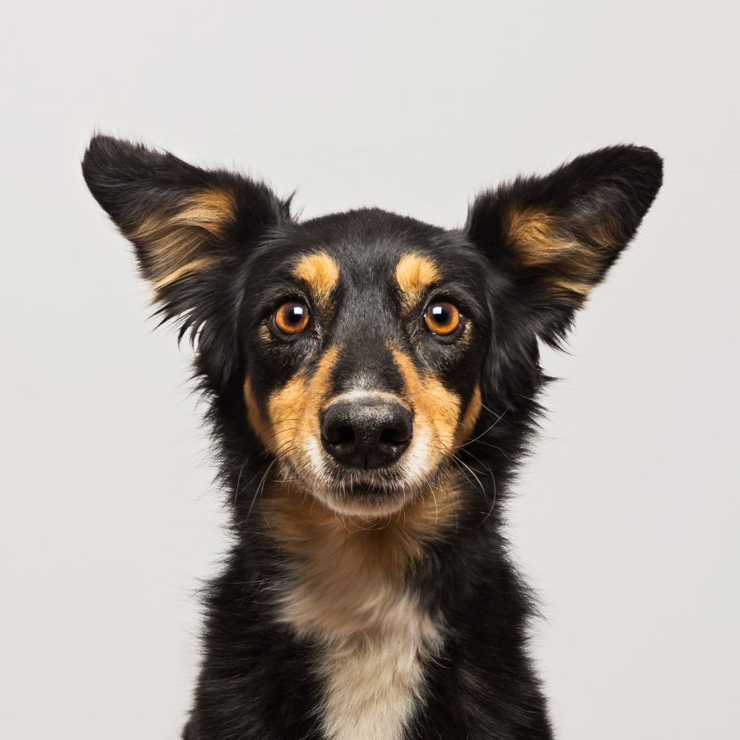 Boisterous to Balanced – Obedience & Manners Training | All Big Canines. Achieve lasting behavior change with our 6-week training program. Specializing in leash walking, recall, and greeting manners. Sign up now!  leash walking training, recall training, dog manners training, moderate behavior training, Palm Springs dog training