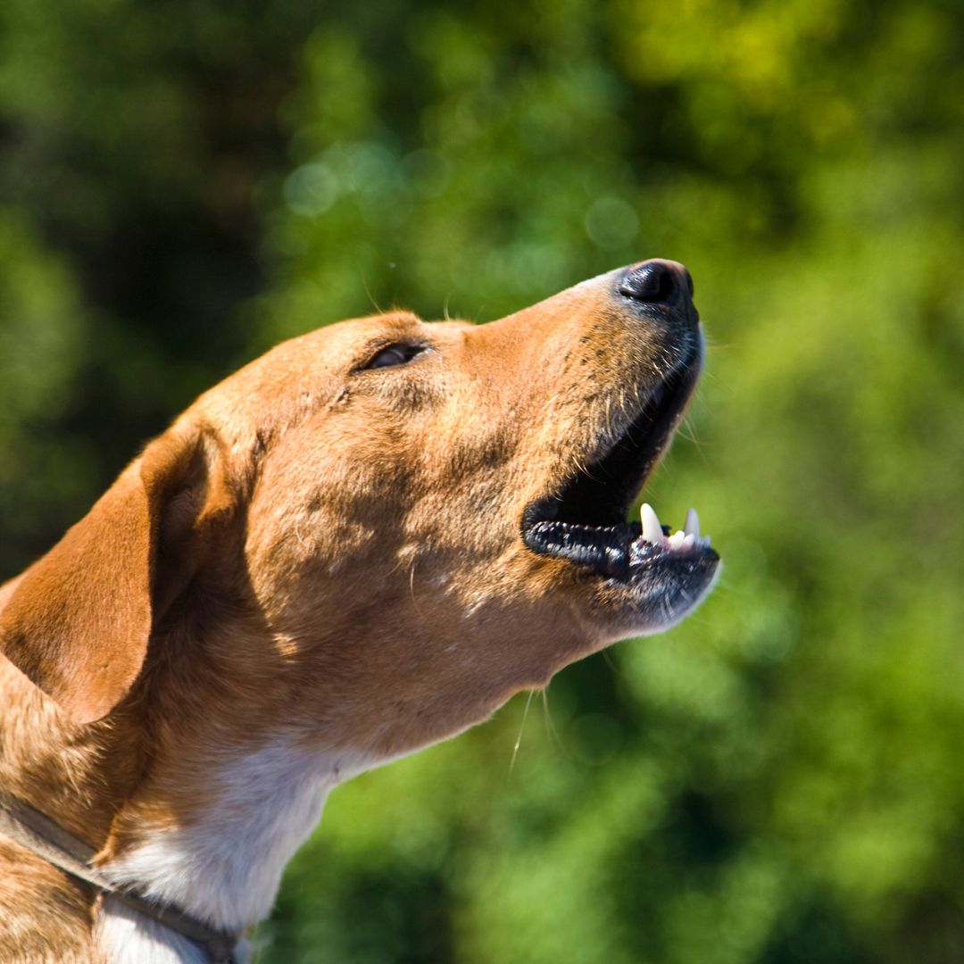 Reactive to Responsive – Aggression and Reactivity Training | All Big Canines. Tackle severe reactivity and aggression with our 12-week program, using science-based methods to reshape your dog’s behavior. severe reactivity training, dog aggression solutions, behavior modification for aggressive dogs, Palm Desert dog training, All Big Canines