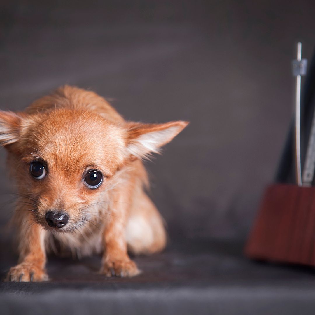 From Fearful to Fearless – Behavior Change for Anxious Dogs | All Big Canines  Help your dog overcome moderate fear and anxiety with our 6-week behavior modification program. Customized care for lasting results. moderate dog anxiety training, fear-based behavior modification, dog anxiety solutions, All Big Canines training, SoCal dog trainers