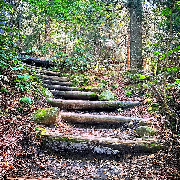 Log steps climbing a mossy forest trail