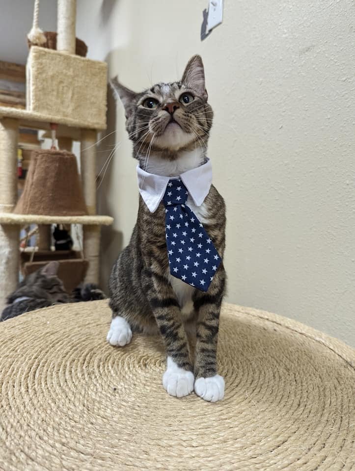 Boots, one of our original Nine Lives residents