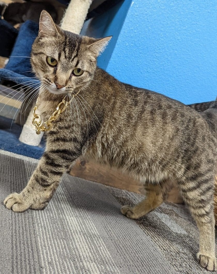 Bean, a sanctuary resident