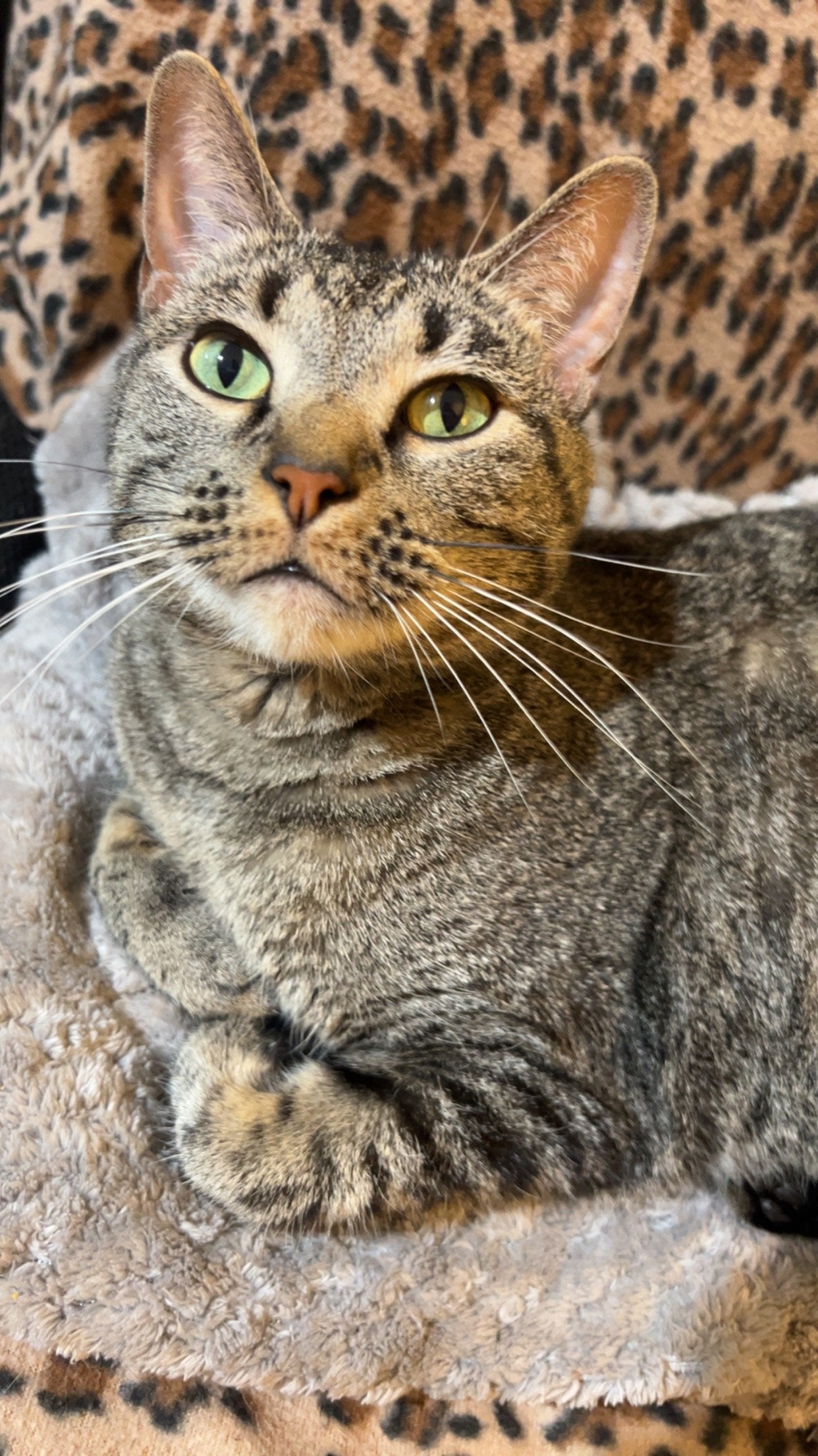 Daisy, whose recovery made her part of the resident family