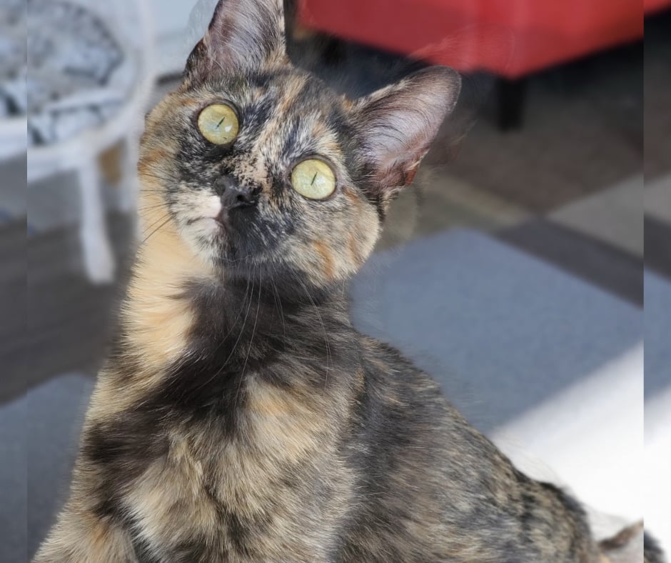 Princess Pat