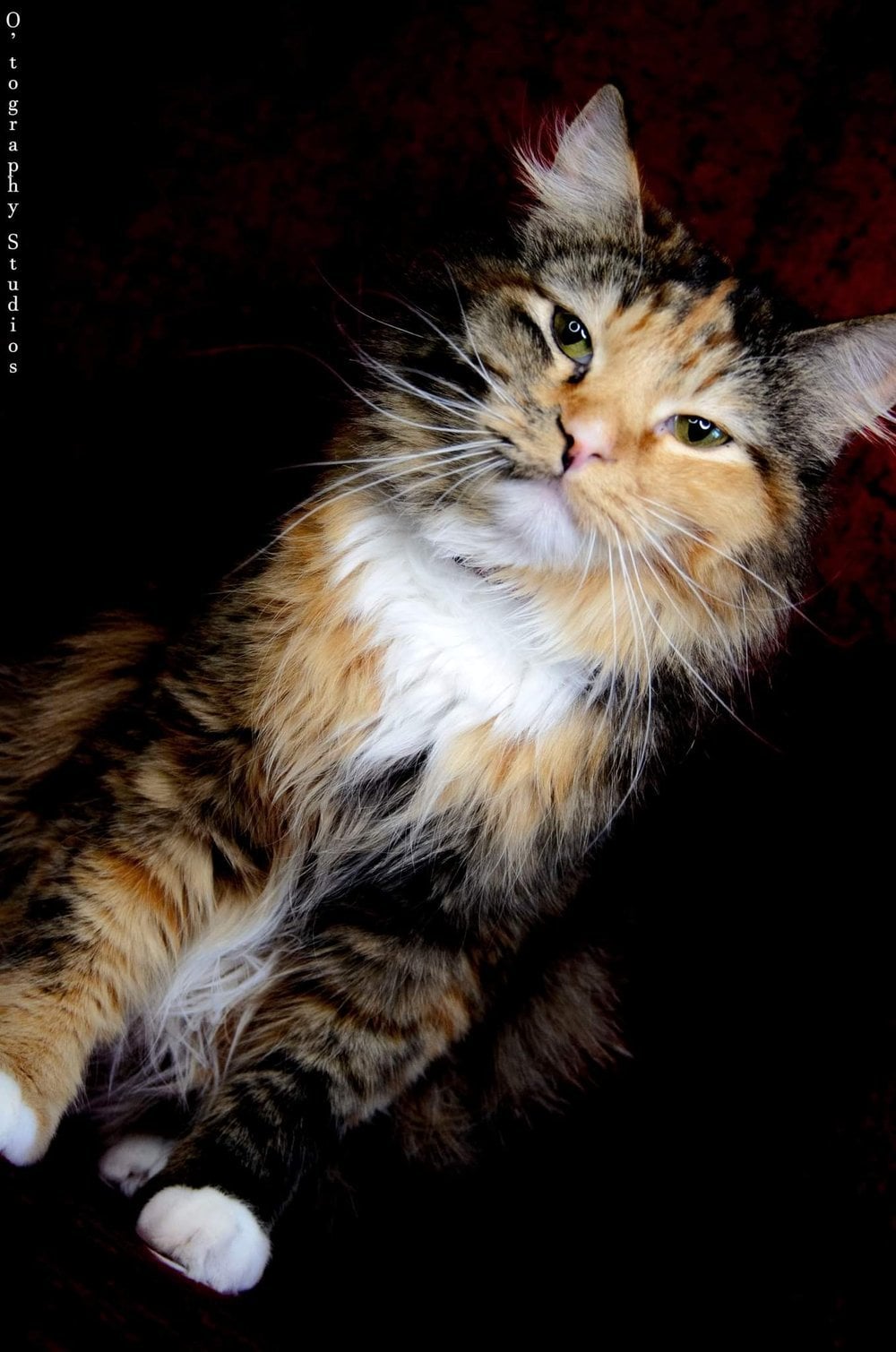 Remi, a sanctuary resident