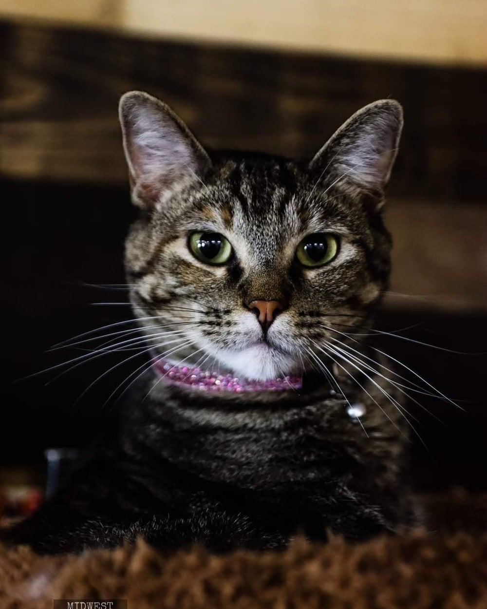 Sissy, a sanctuary resident
