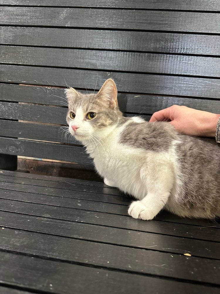 2023 adoptions — preserved photo 18