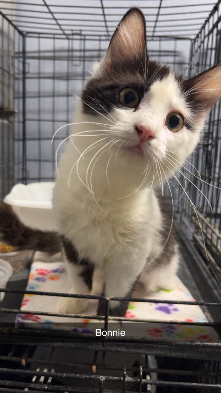 2026 adoptions — preserved photo 8