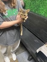 2023 adoptions — preserved photo 68