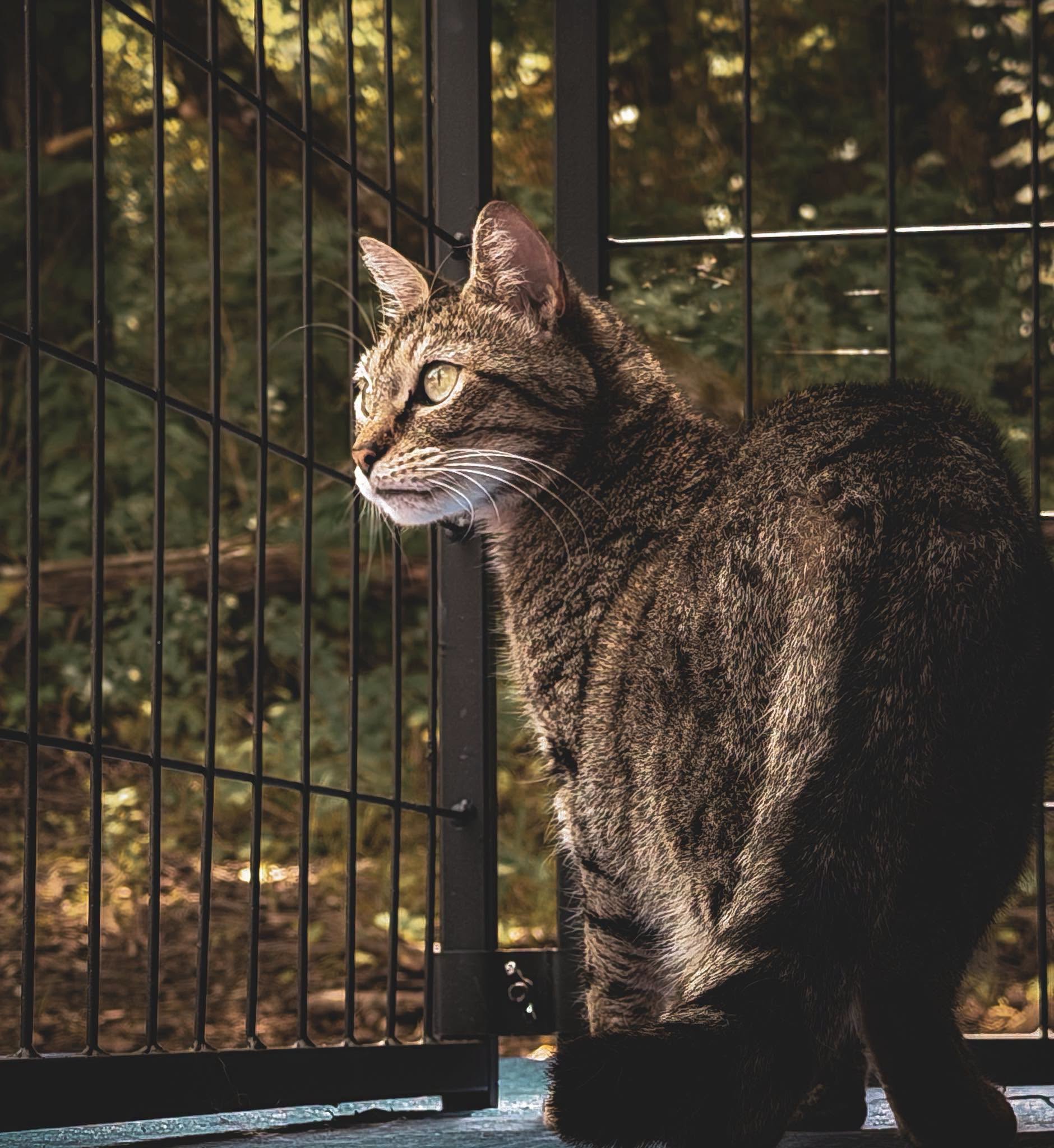 Cleo, a tabby cat, taking in the sunshine at The Valley