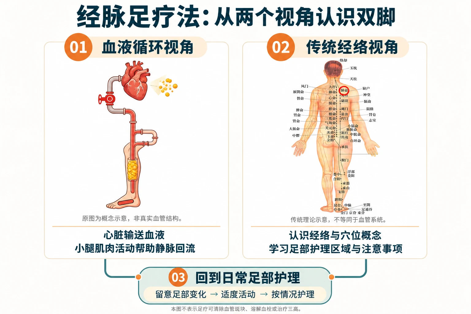 从血液循环与传统经络两个视角认识双脚