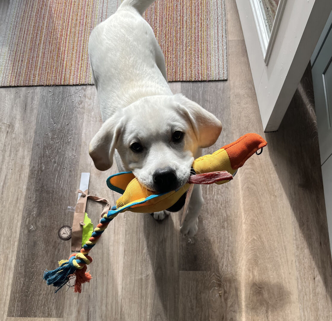 Puppy training