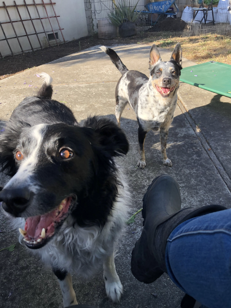 Erika with Fiona, a Blue Heeler mix