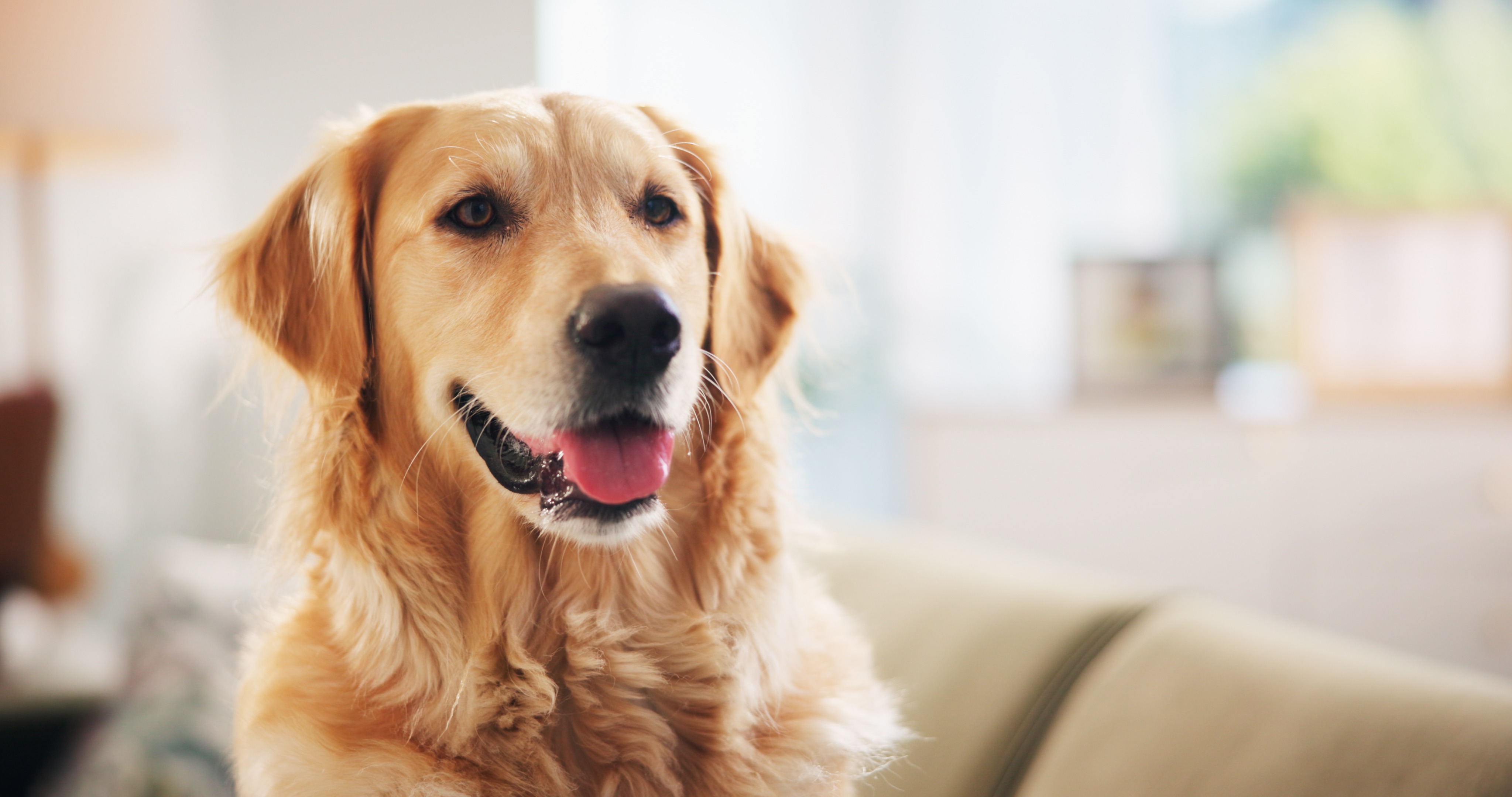 Dog training background
