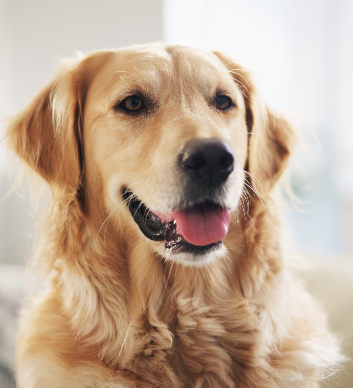 Golden retriever dog