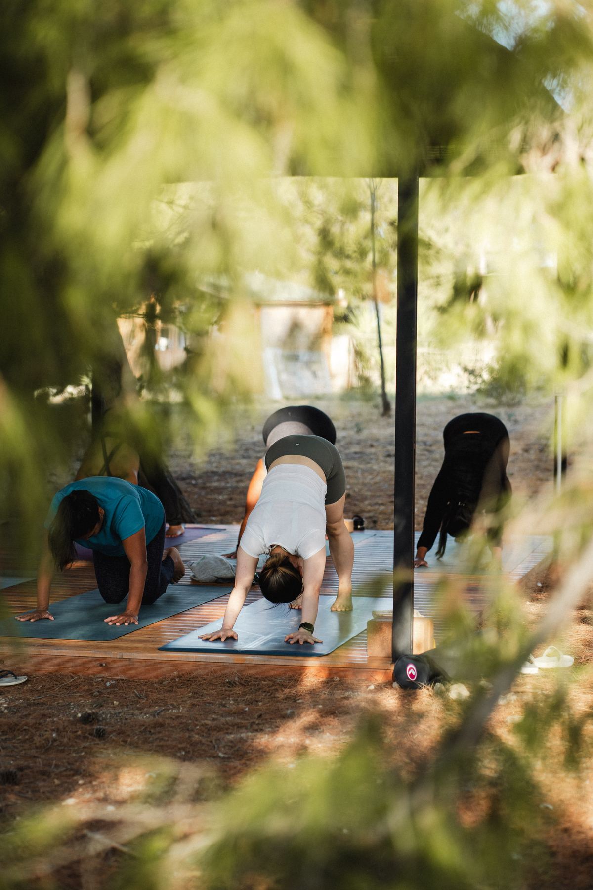 Morning yoga seen through the pine branches