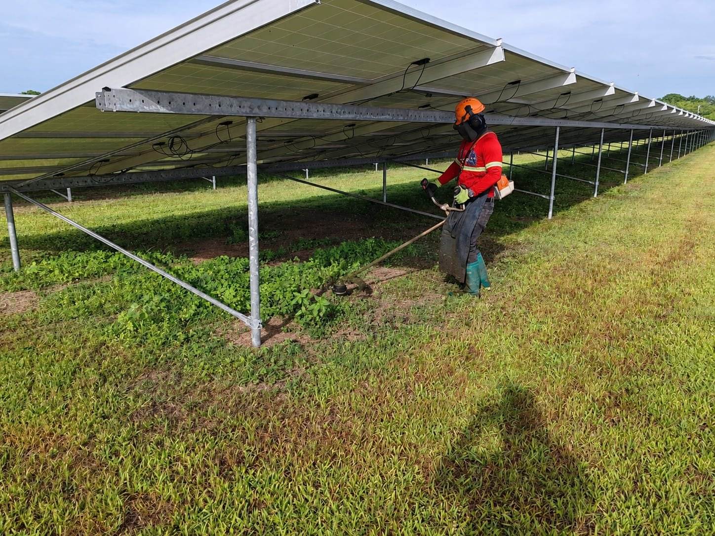 Técnico chapodando bajo los paneles