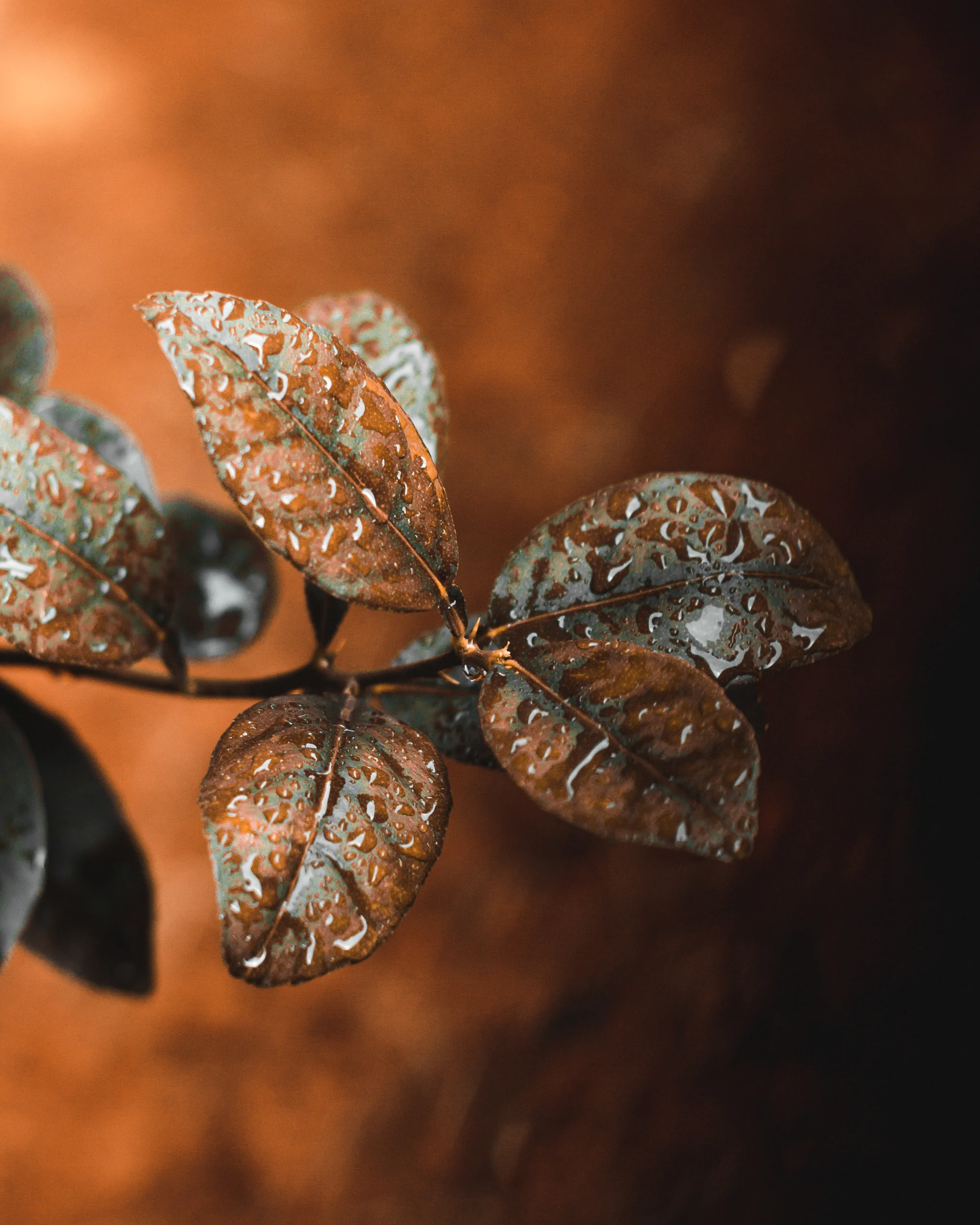 Portfolio image 48
