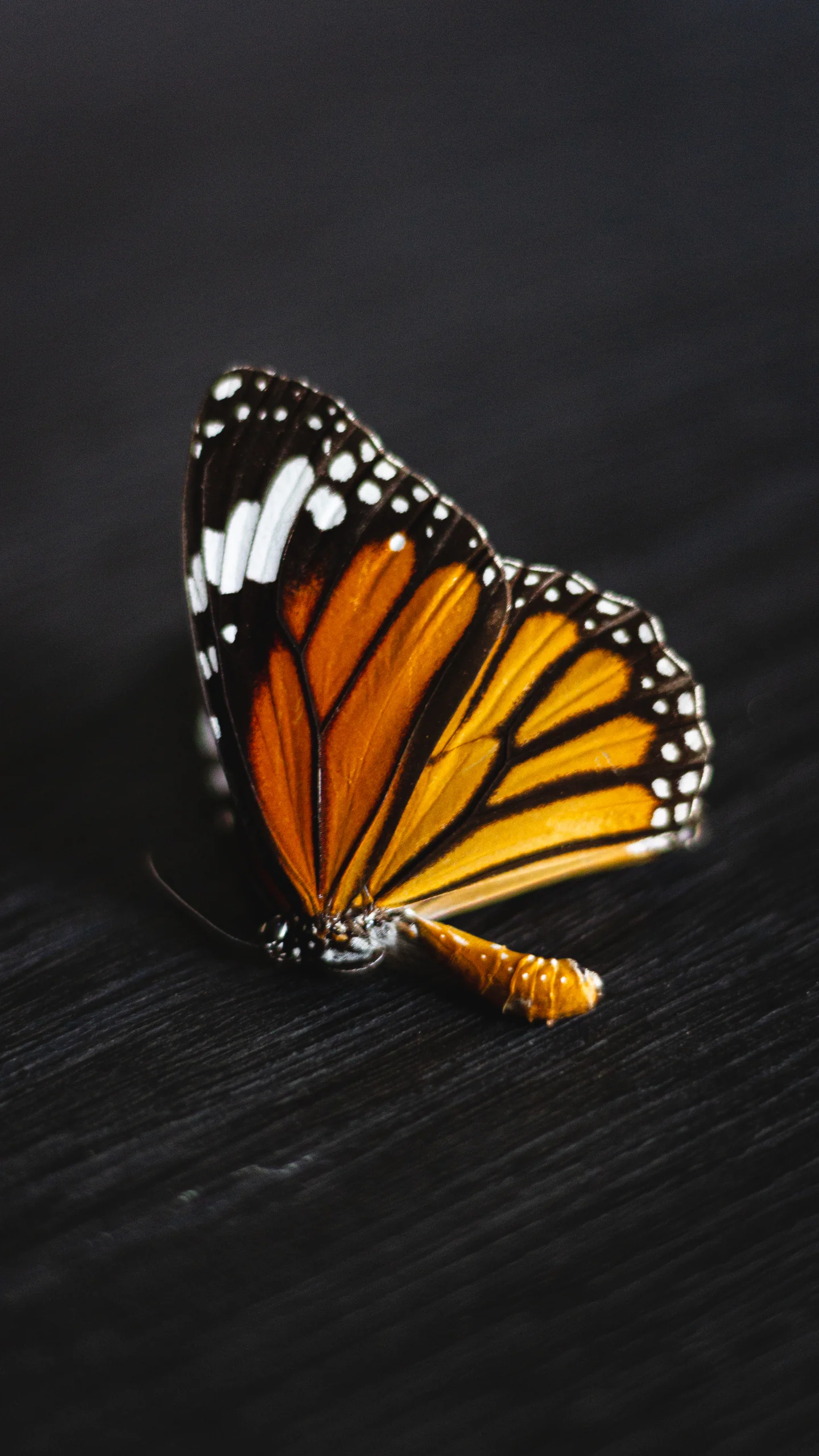 Portfolio image 75