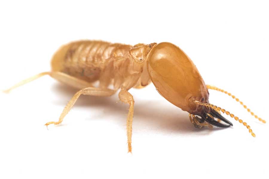 Close-up reference photo of an actual termite, showing its pale, soft body and straight antennae