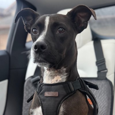 Oki, The O Team's black dog, riding in the car