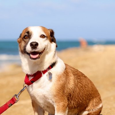 Ocho, The O Team's dog, smiling on the beach