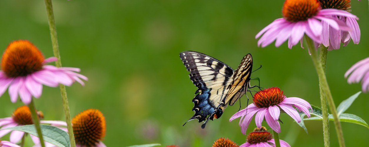 A swallowtail butterfly landing on pink coneflowers
