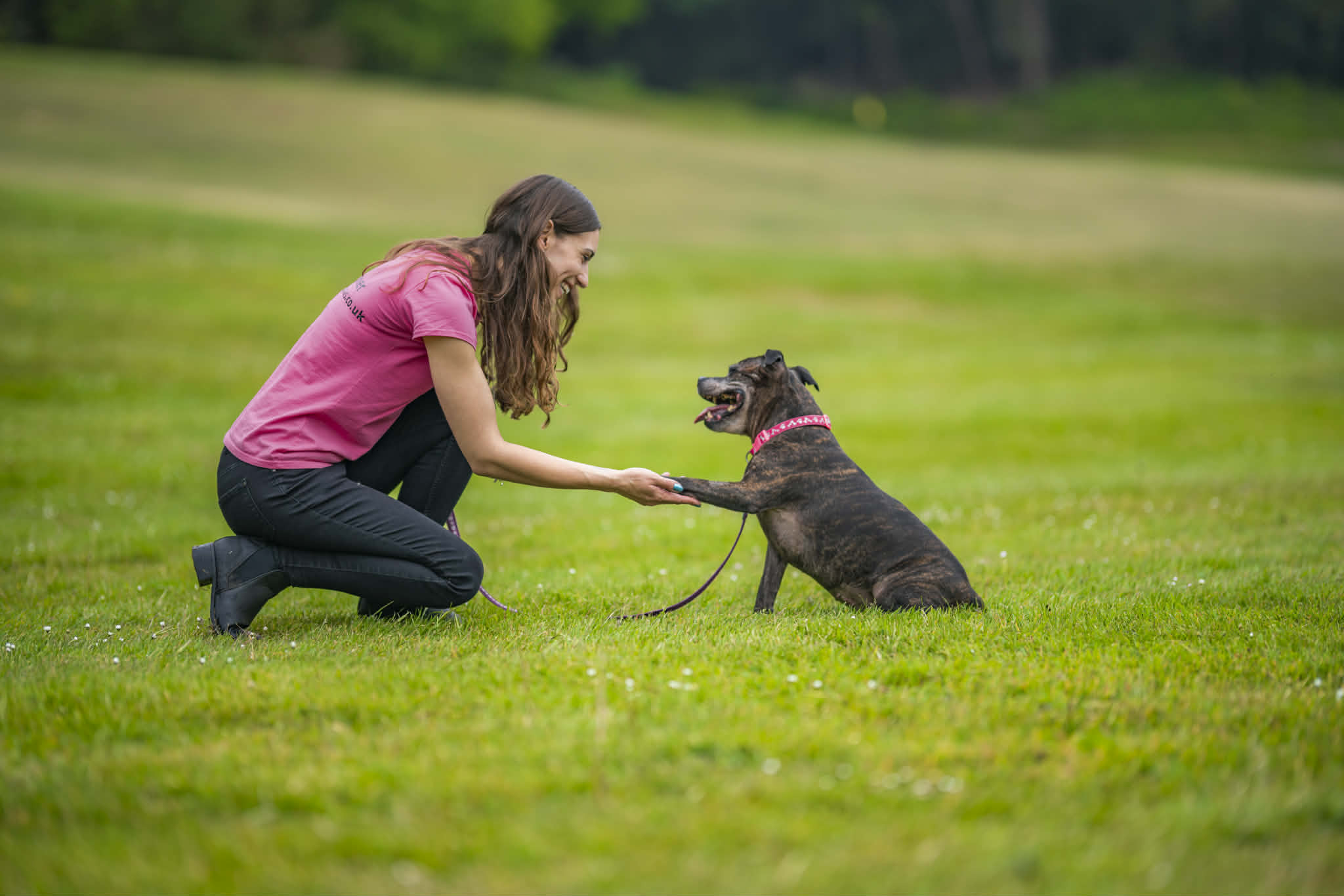 Kirsty Everard - Dog Trainer at Kirsty's Paws