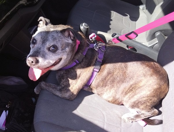 Dog in car seat, attached securely with harness