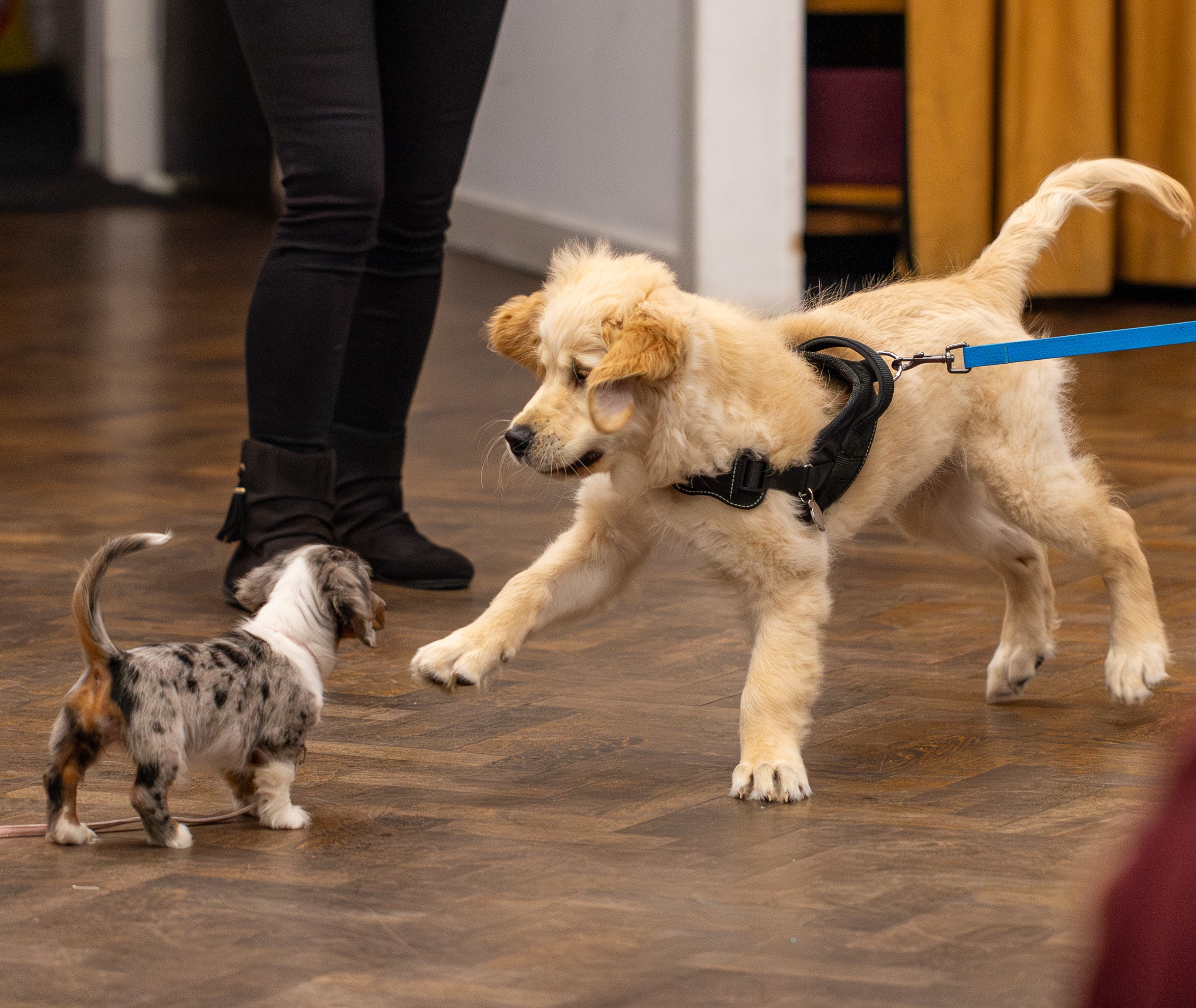 Two Puppies Meeting at Kirsty's Paws Puppy Class