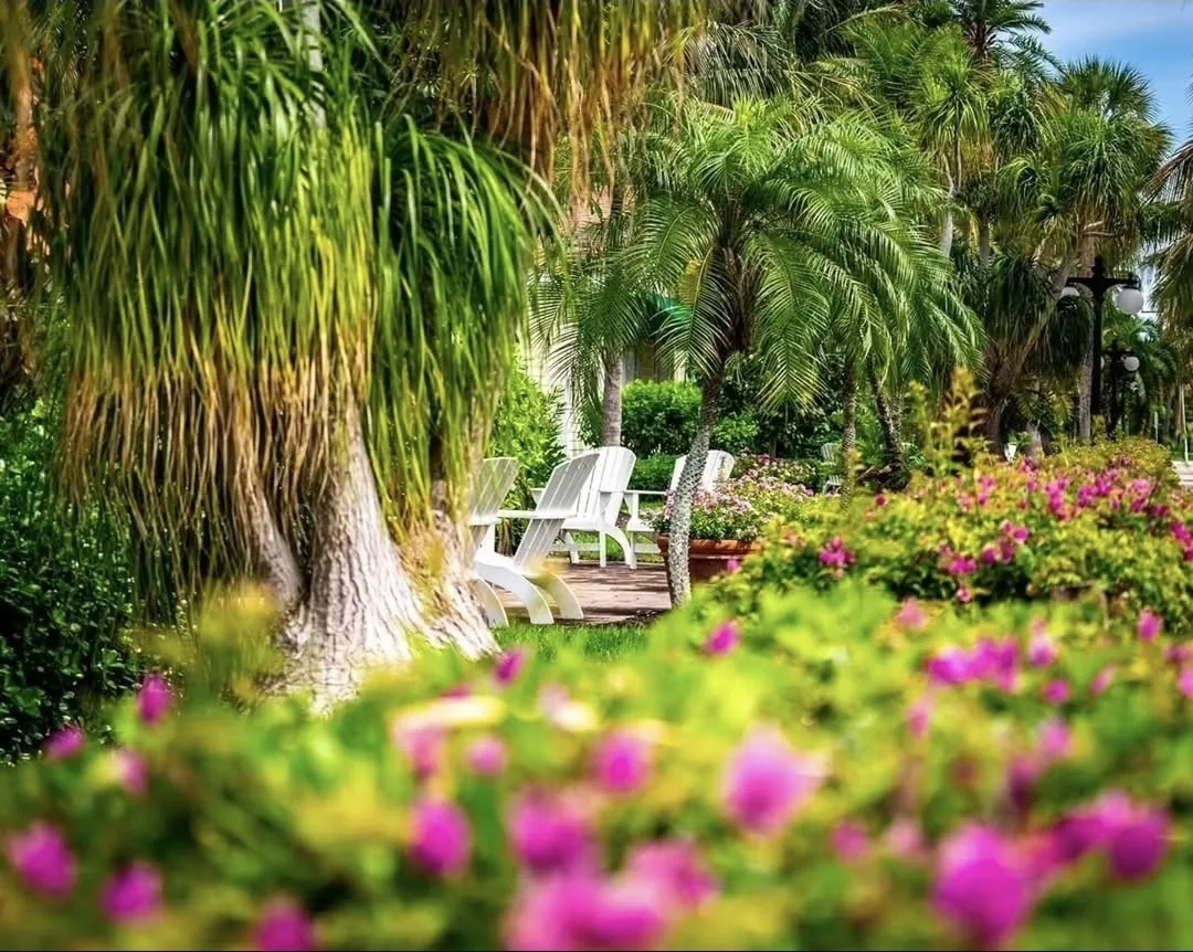 White garden chairs under palms behind a bed of pink flowers