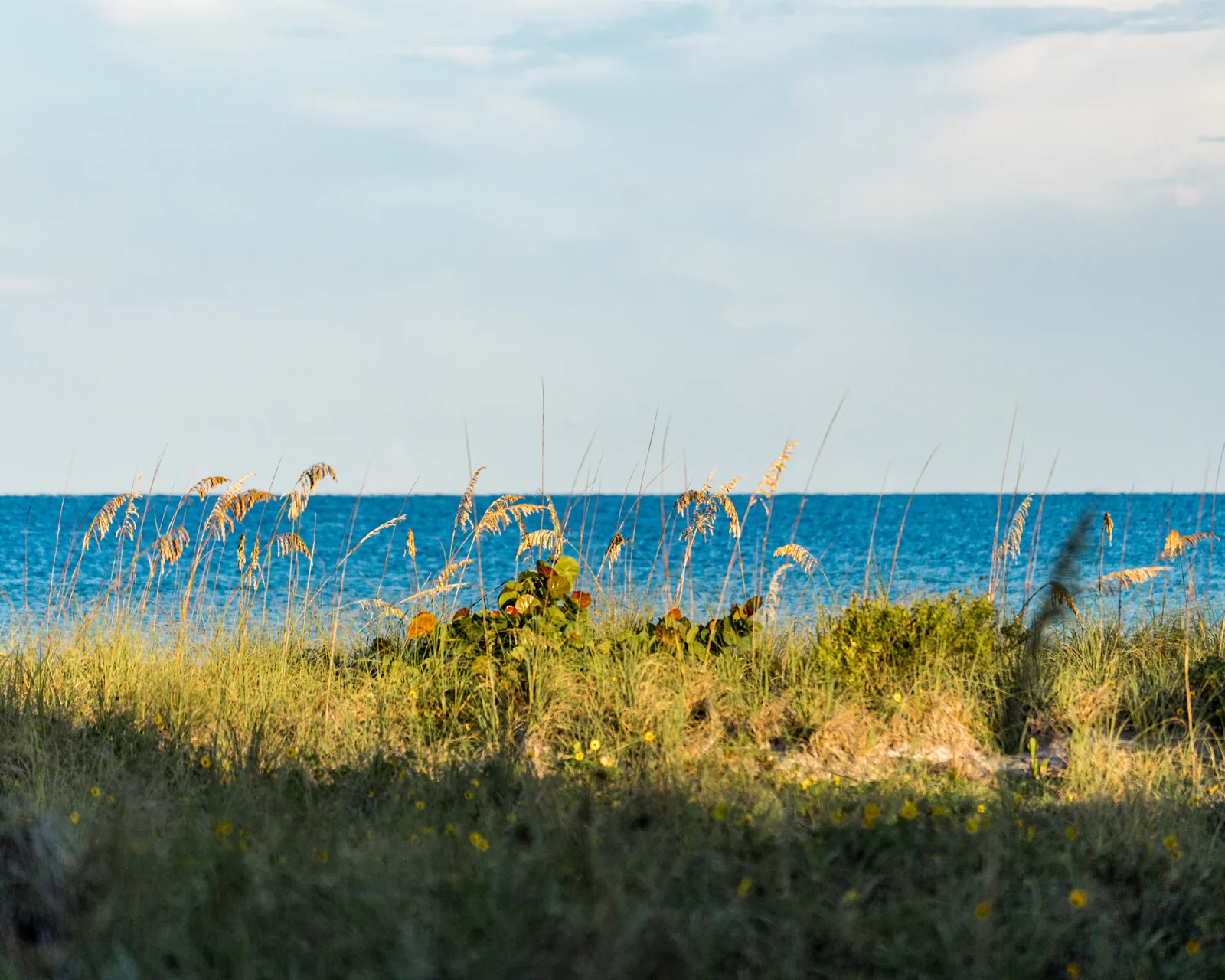 Sea oats and dune grass above the water at Clearwater Beach, Florida