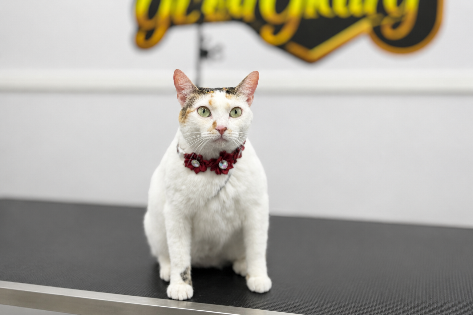 Cat Grooming Spa