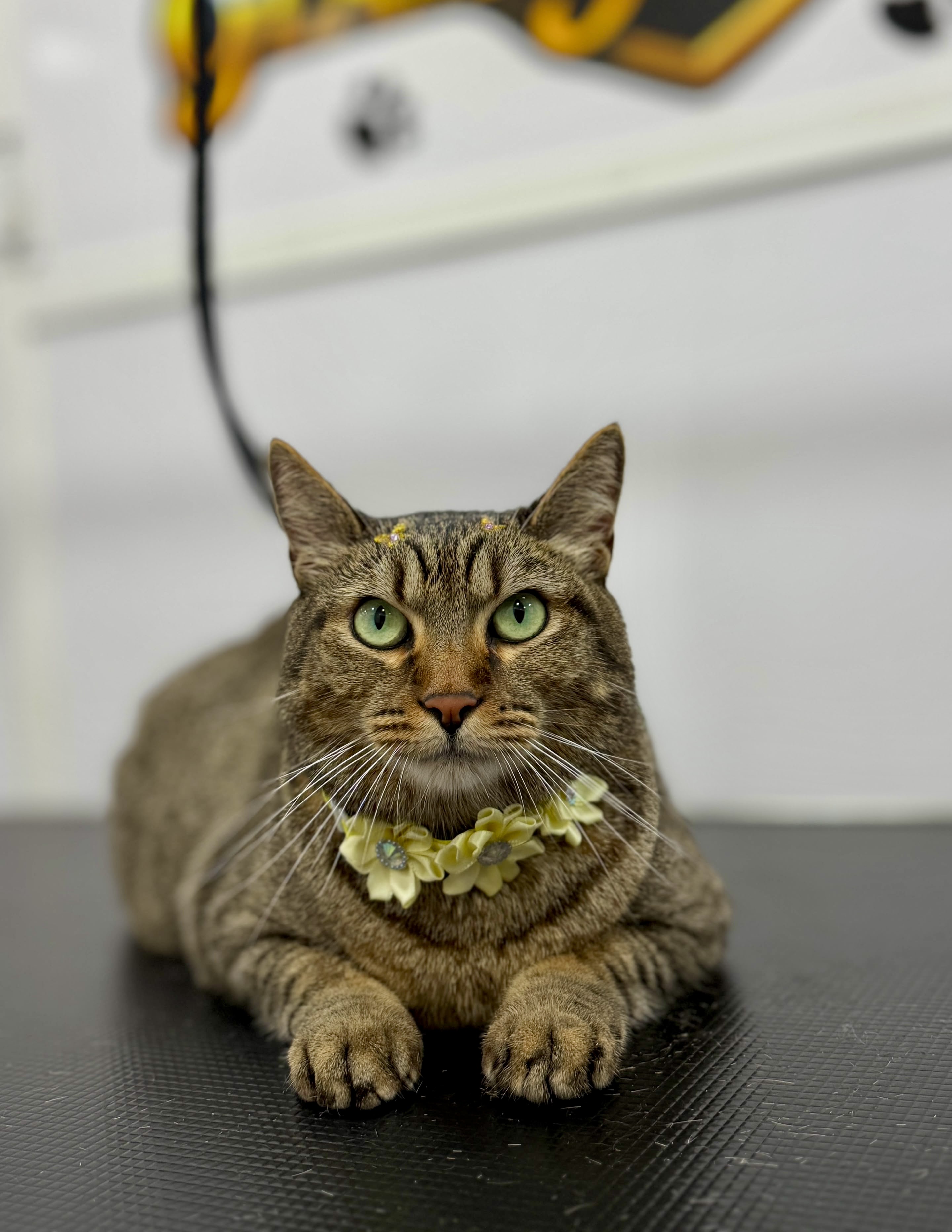 Cat Grooming Spa