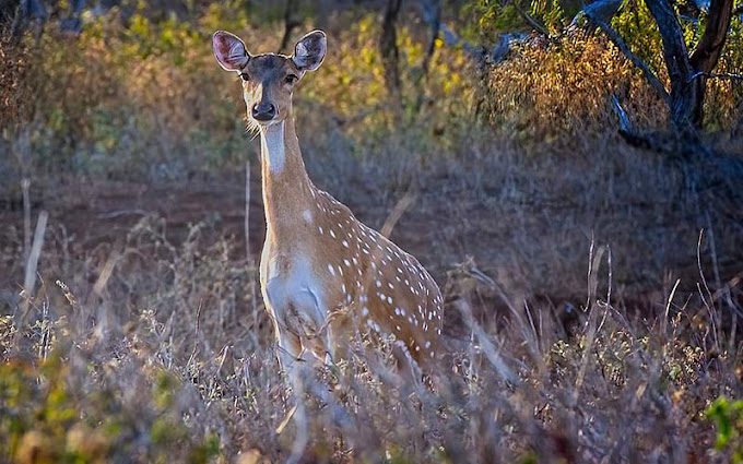 what hunting license do I need for deer