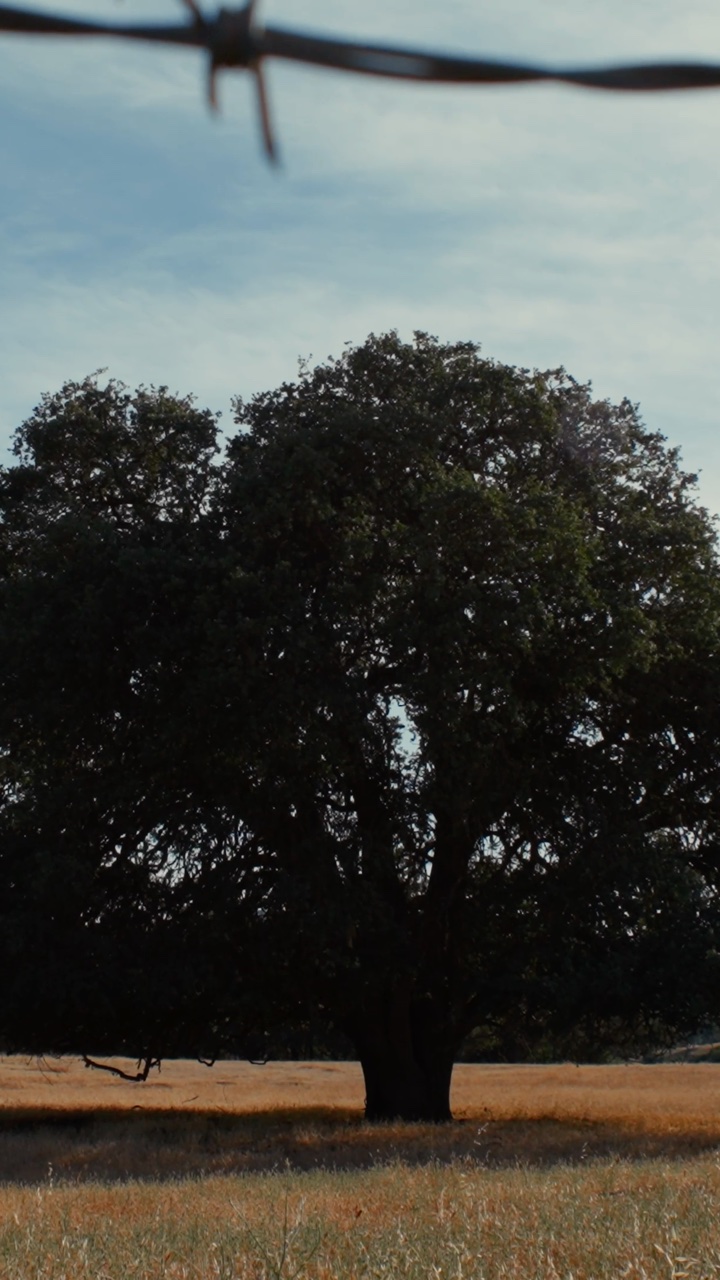 Cinematic