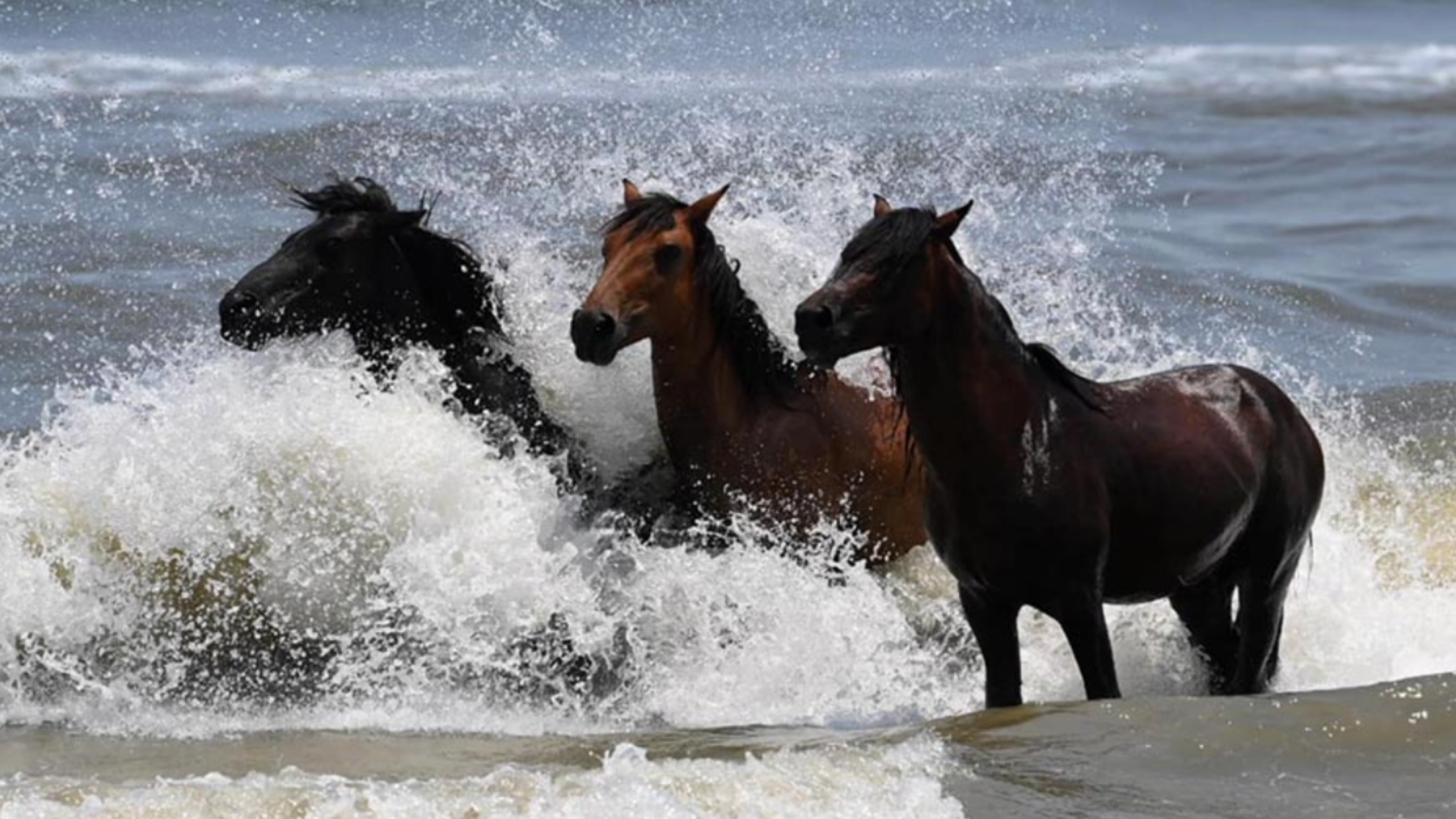 Horses Corolla Horses Corolla