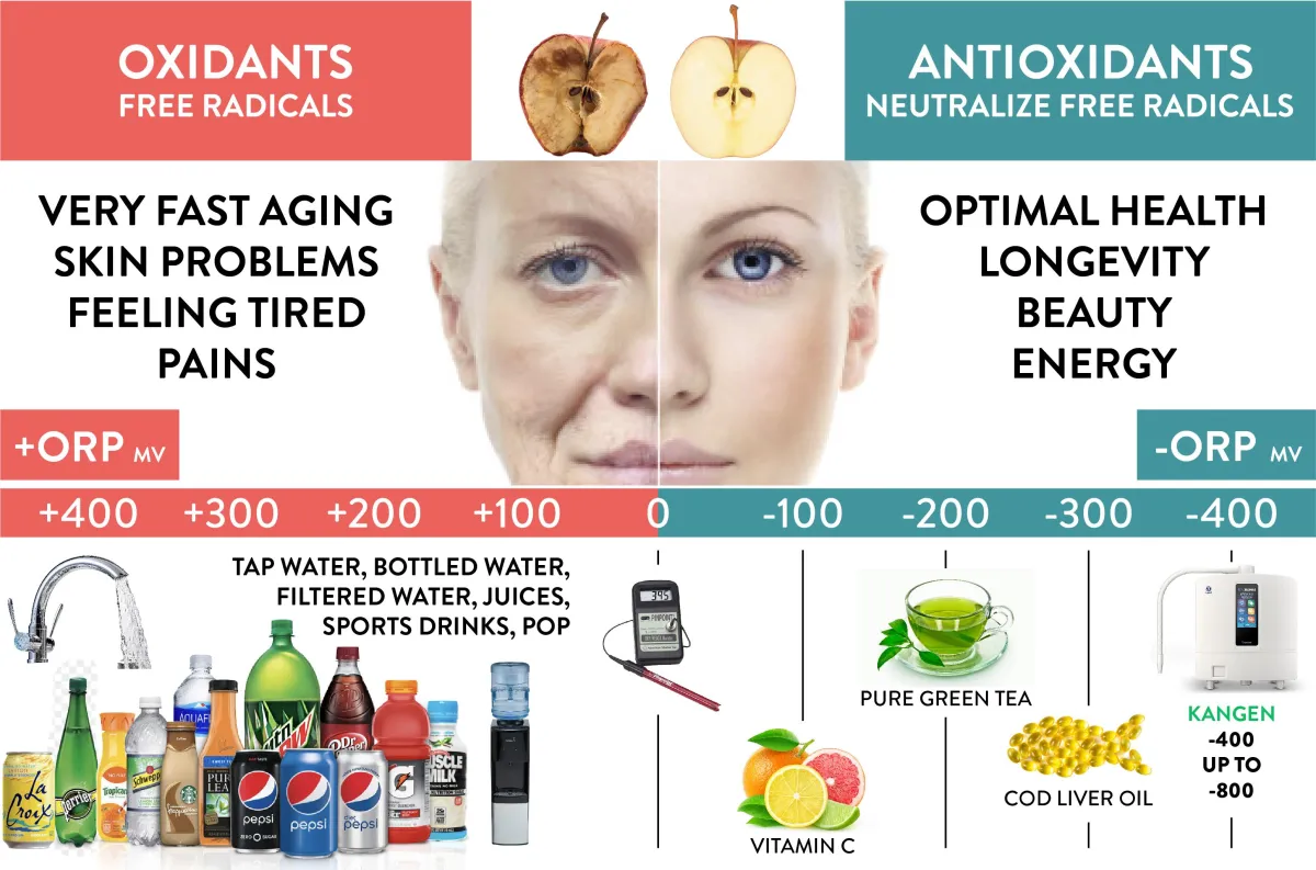 Oxidants versus antioxidants: an aging face from oxidation beside a healthy face, with an ORP scale showing Kangen water at -400 to -800 mV compared to tap water, sodas and juices at positive ORP