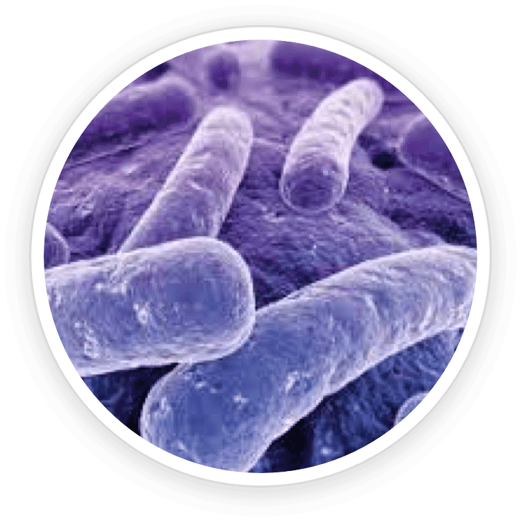 lactobacillus reuteri