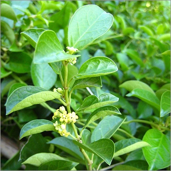 gymnema leaf