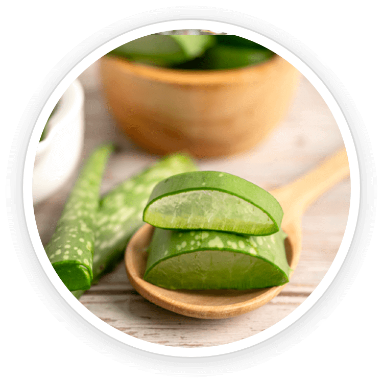 aloe vera