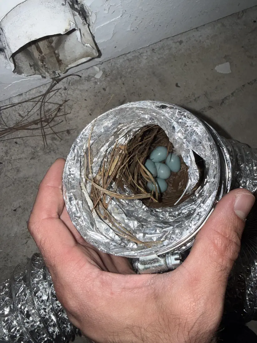 Bird's nest with blue eggs found inside a dryer vent hose