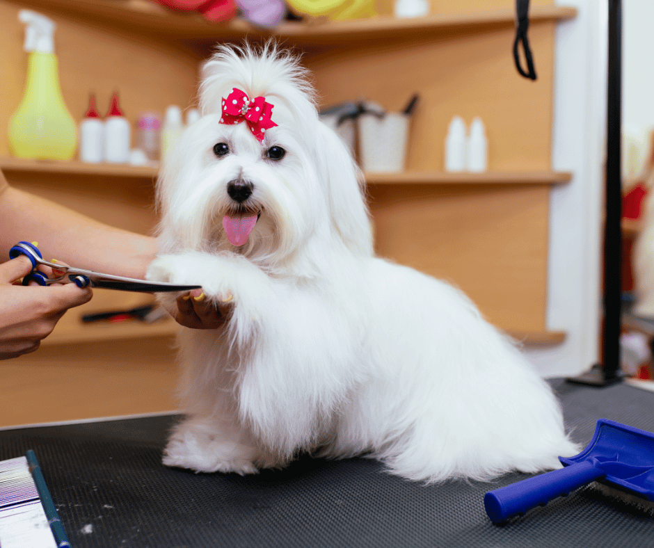 passion4paws pet grooming