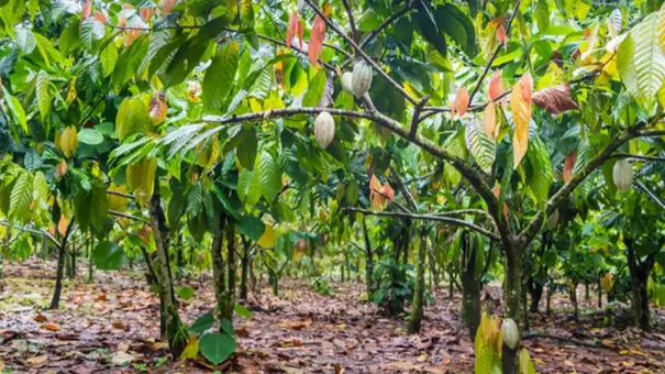 cacao for midlife cacao for midlife