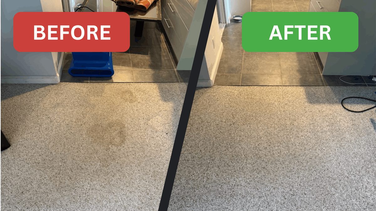 Before and after comparison of a carpet after a pet sanitize treatment