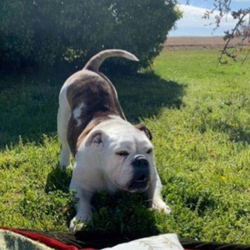 Motley the bulldog stretching on the grass
